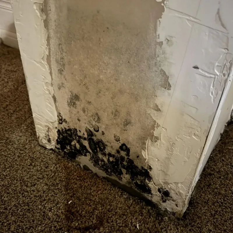 Professional Mold Removal in Greentown, IN